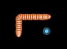 Worm
